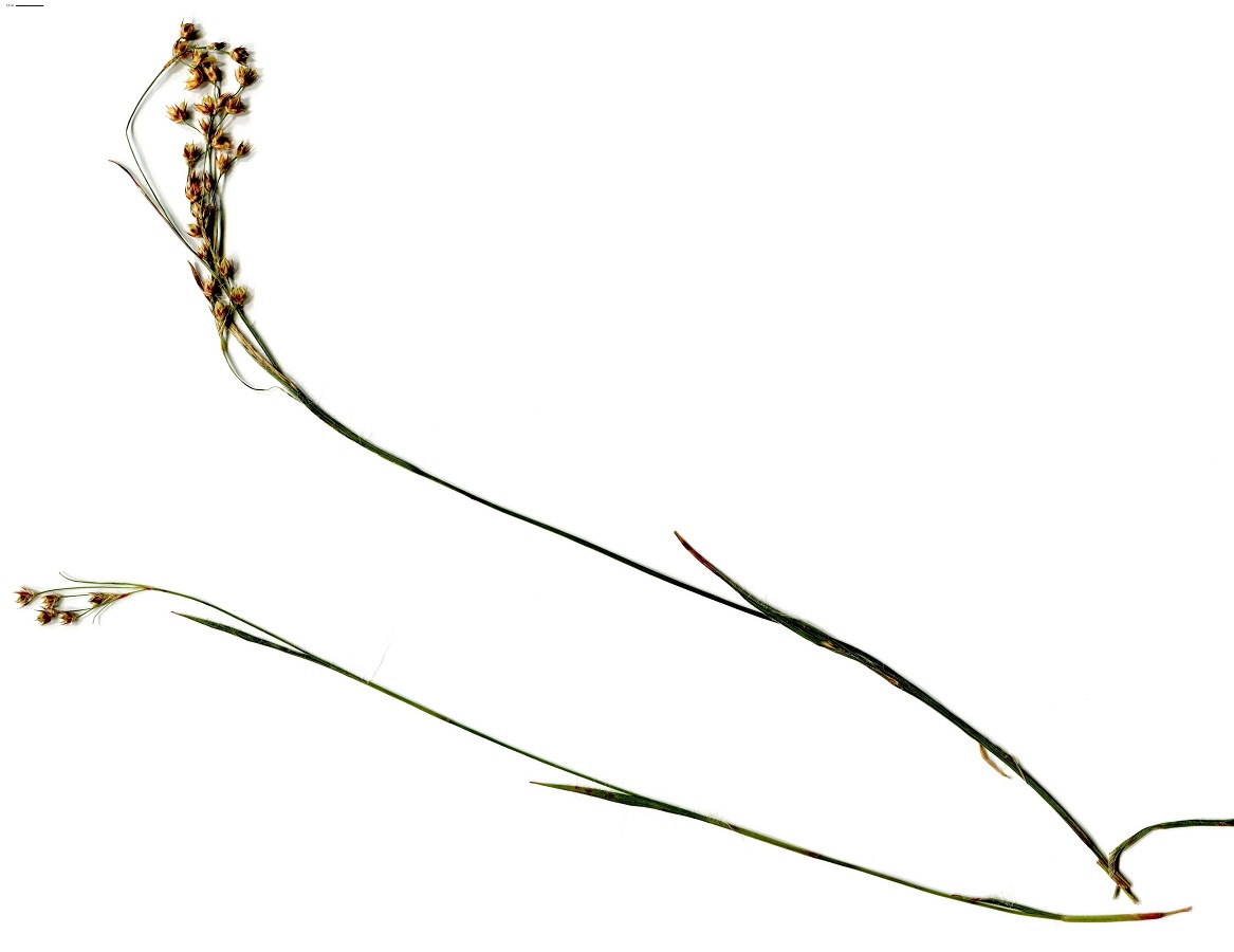 Luzula forsteri (Juncaceae)